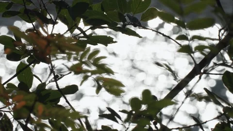 Delicate dark branches with green leaves, a pattern of bright sun flares Stock Footage 258887894