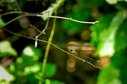 A delicate dragonfly perched on a stem Foto stock