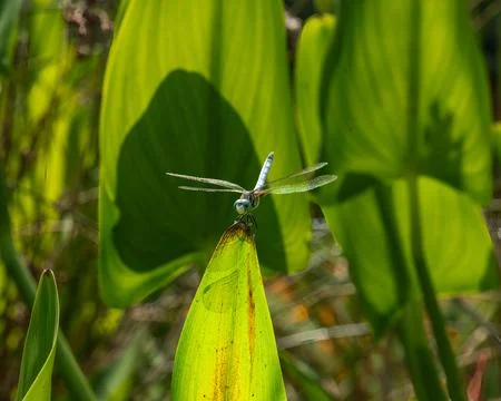 Delicate dragonfly with wings spread Stock Photos
