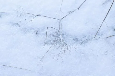 Delicate dried grass stems dusted with frost rest on a soft snowy ground Stock Photos