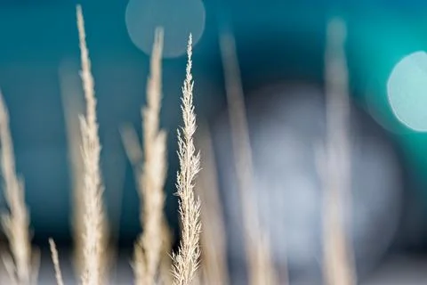 Delicate dry grass stalks with soft blue bokeh background in natural light Stock Photos
