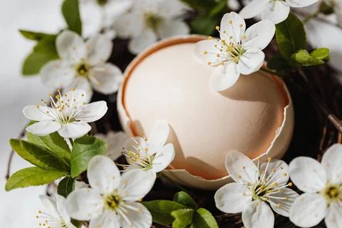 Delicate Easter egg nestled among blooming cherry blossoms in a rustic nest Stock Photos