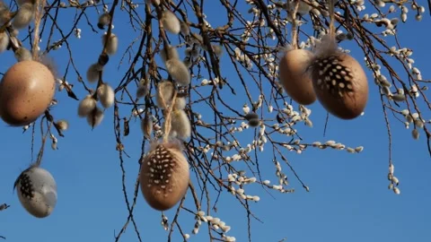 The delicate Easter willow blooms with branches and fluffy buds. Stock Footage 305821818