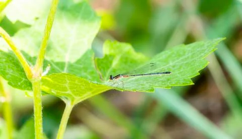 A Delicate Eastern Forktail (Ischnura verticalis) Damsefly Perched on a Leaf  Stock Photos