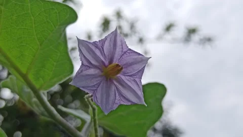 Delicate Eggplant Flowers in Full Bloom Stock Footage 310476396