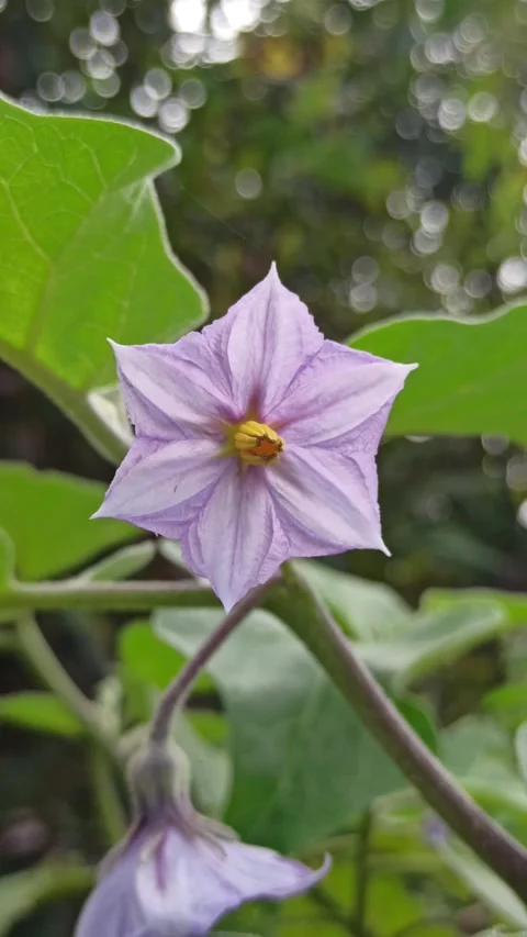 Delicate Eggplant Flowers in Full Bloom Stock Footage 310476404