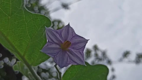 Delicate Eggplant Flowers in Full Bloom Vídeo Stock 310476421