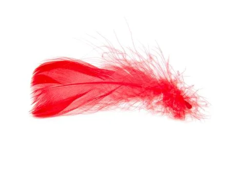 Delicate elegant red feather isolated on the white background Stock Photos