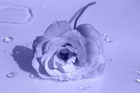 Delicate eustoma rose flower with water drops toned in trendy Very Peri. Foto stock
