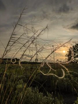 Delicate feather grass glowing in the sunlight on a dry field with natural bl Stock Photos