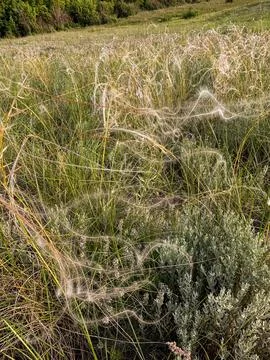 Delicate feather grass glowing in the sunlight on a dry field with natural bl Foto stock