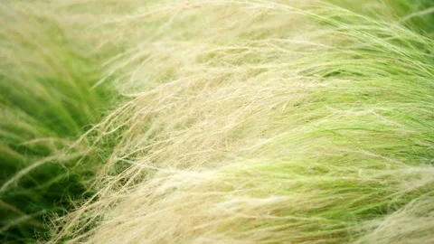 Delicate feather grass swaying in wind, soft natural texture background 4K25p Видео 336649803