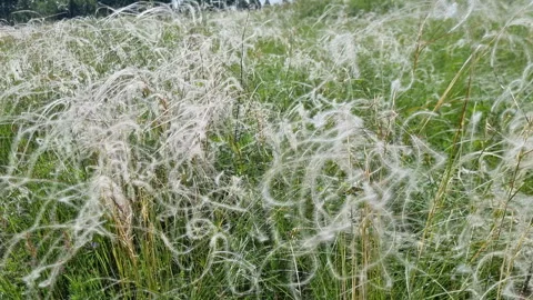 Delicate feather grass waving softly, revealing gentle landscape movement under Stock Footage 315045342