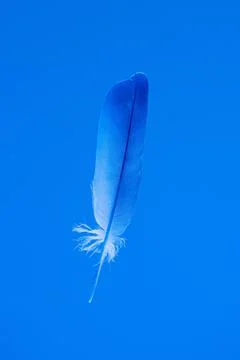 Delicate feather isolated on blue background vertical front view Fotos de archivo