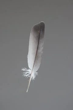 Delicate feather isolated on gray background vertical front view Photos