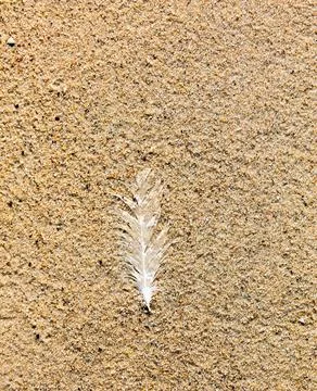 Delicate Feather on Sandy Beach Stock Photos
