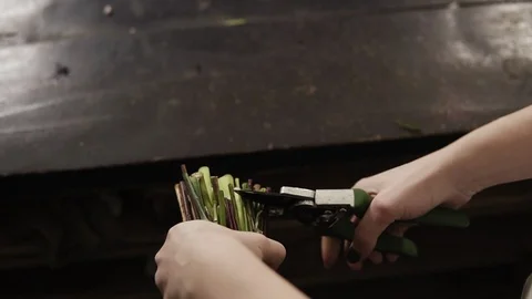 Delicate, female hands cut the stems of flowers with a pruner. Cut pieces fall Stock Footage 89070195