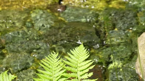 Delicate Fern Leaf Framing a Blurred Woodland Stream Stock Footage 341945990