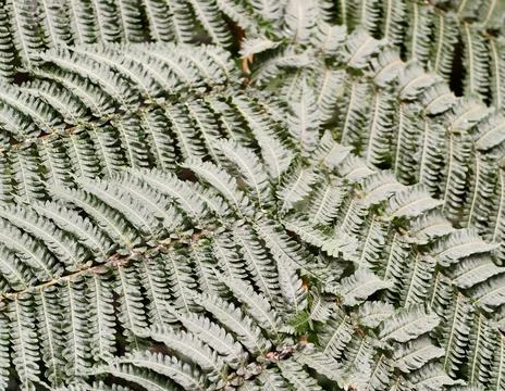 Delicate fern leaf pattern with subtle moss accents under soft natural illu.. Stock Photos