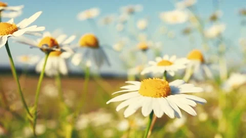 Delicate field of beautiful nature scene with blooming chamomile. Daisies sway 動画素材 151160853