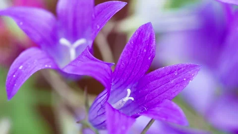Delicate Field Bellflower HD Stock Footage 248541187