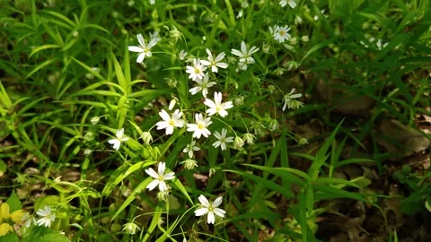 Delicate field daisies Stock Footage 334853276