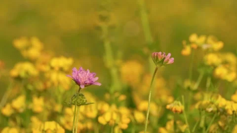 Delicate field scabious flower gently swaying in the summer breeze 库存影片 340881575