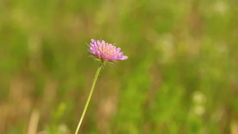 A delicate field scabious flower sways in a light breeze in a summer meadow 動画素材 340968559