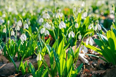 Delicate first spring flowers snowdrops in the sunlight. Snow-white Galanthus Stock Photos