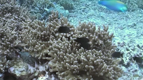 Delicate Fish Glide Through Sun-Drenched Coral Gardens Underwater Stock Footage 338200343