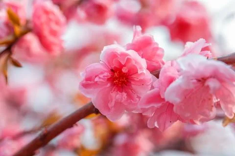 Delicate floral background Stock Photos