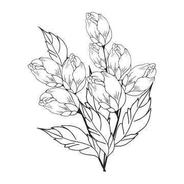 Delicate floral composition, background of lush, luxurious flowers, buds, l.. Stock Illustration