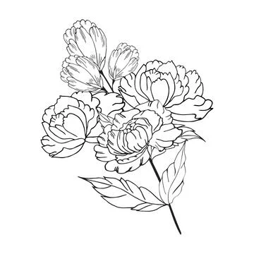 Delicate floral composition, background of lush, luxurious flowers, buds, l.. Stock Illustration