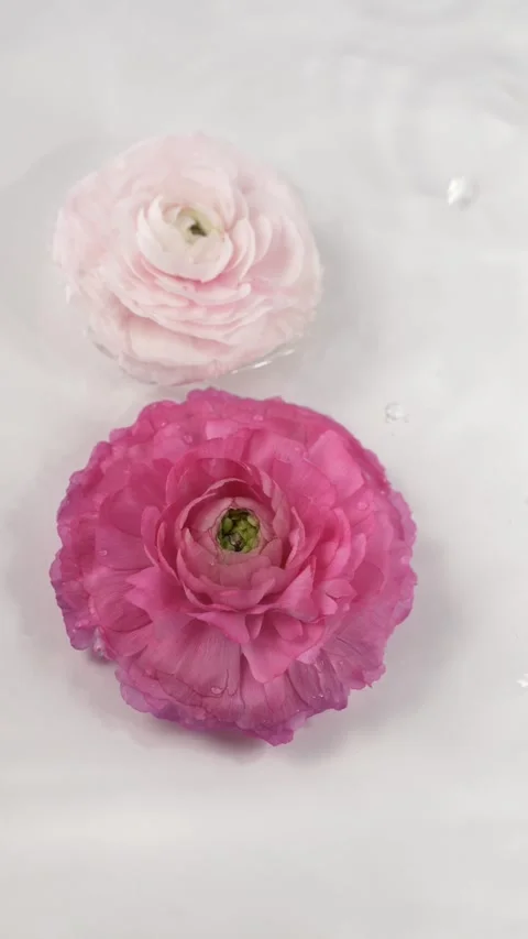 Delicate floral composition with pink ranunculus and falling water drops Stock Footage 335038127