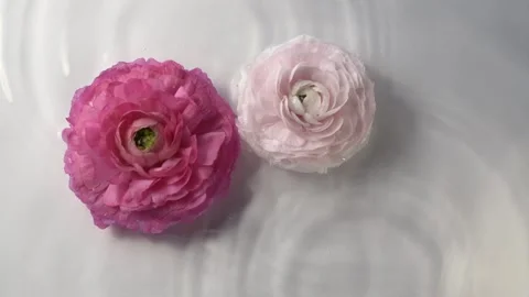 Delicate floral composition with pink ranunculus and falling water drops Stock Footage 335806593
