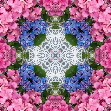 Delicate floral seamless pattern of white lace and hydrangeas - pink, green,  Stock Photos