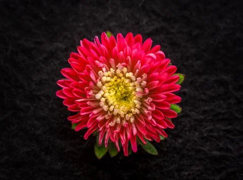 Delicate flower on black background. Flat lay, top view. 스톡 사진