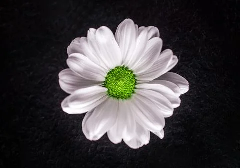 Delicate flower on a black background. Flat lay, top view. Foto stock