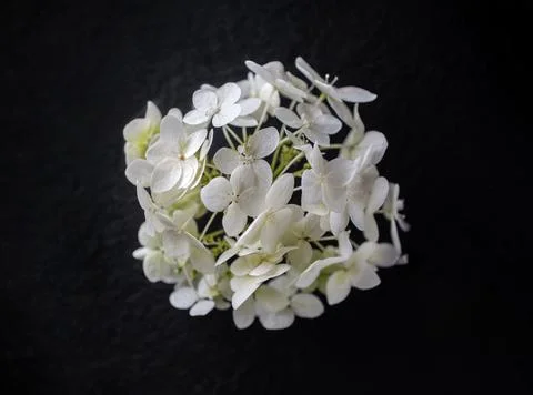 Delicate flower on black background. Flat lay, top view. Foto stock