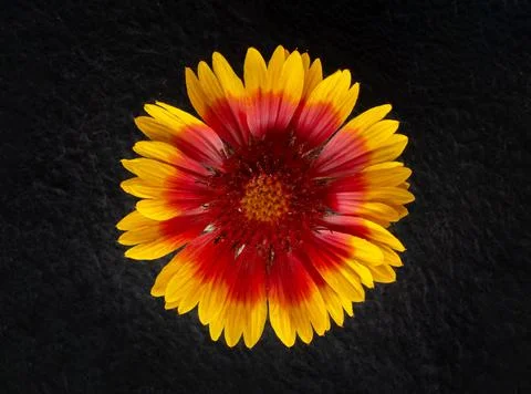 Delicate flower on a black background. Flat lay, top view. Foto stock