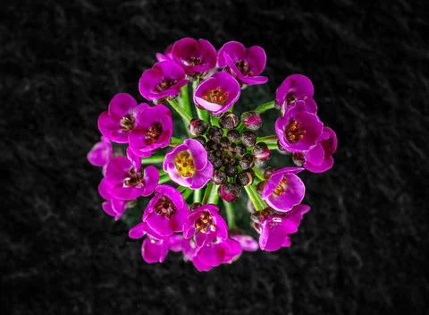 Delicate flower on a black background. Macro shoot. Foto stock