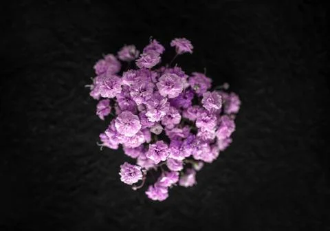 Delicate flower on a black background. Macro photo. Stock Photos