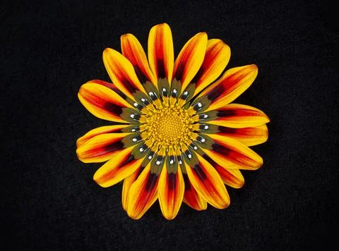 Delicate flower on black background. Macro photo. Stock Photos