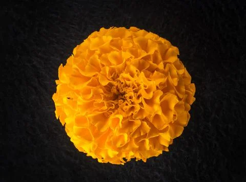 Delicate flower on black background. Macro shoot. Stock-Fotos