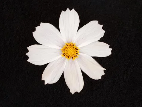 Delicate flower on black background. Macro photo. Stock Photos