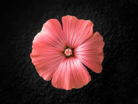 Delicate flower on black background. Selective focus. Foto stock