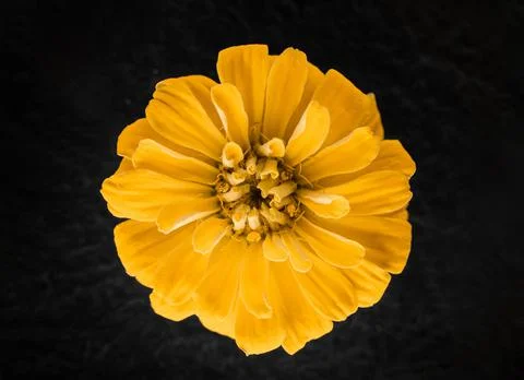 Delicate flower on a black background. Selective focus. Foto stock
