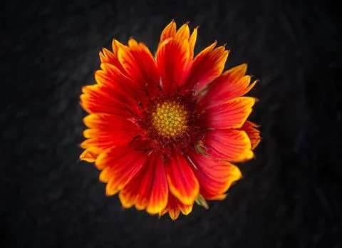 Delicate flower on a black background. Selective focus. Foto stock