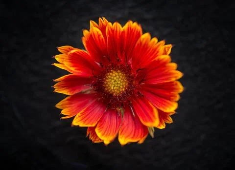 Delicate flower on black background. Studio shot. Foto stock