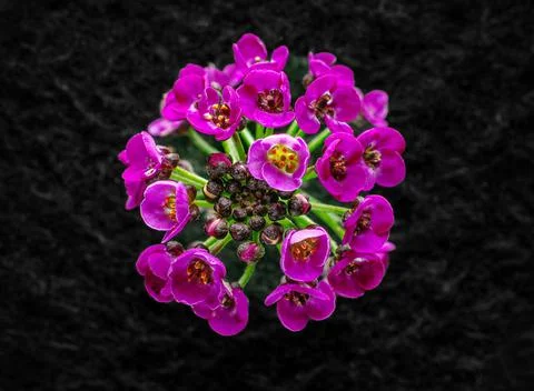 Delicate flower on black background. Studio shot. Stock Photos